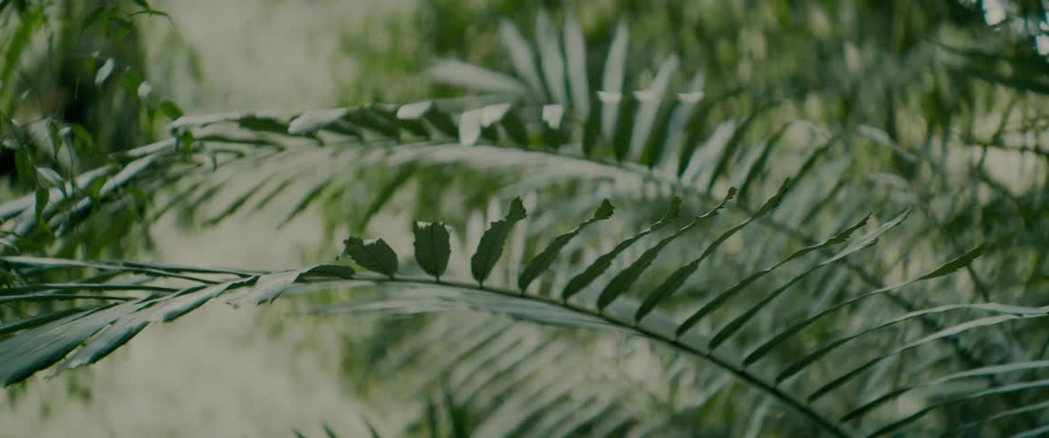 Sunlight shines upon plants near the woods