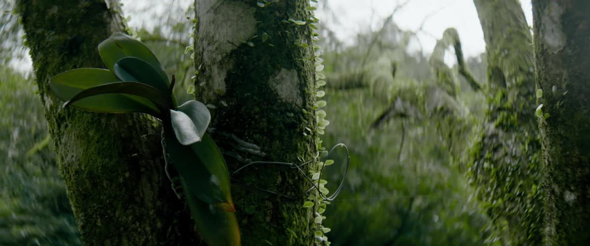 A plant that grows on the trunk of a tree in the forest