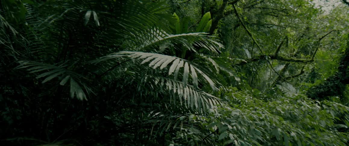 A rain forest filled with leaves and trees
