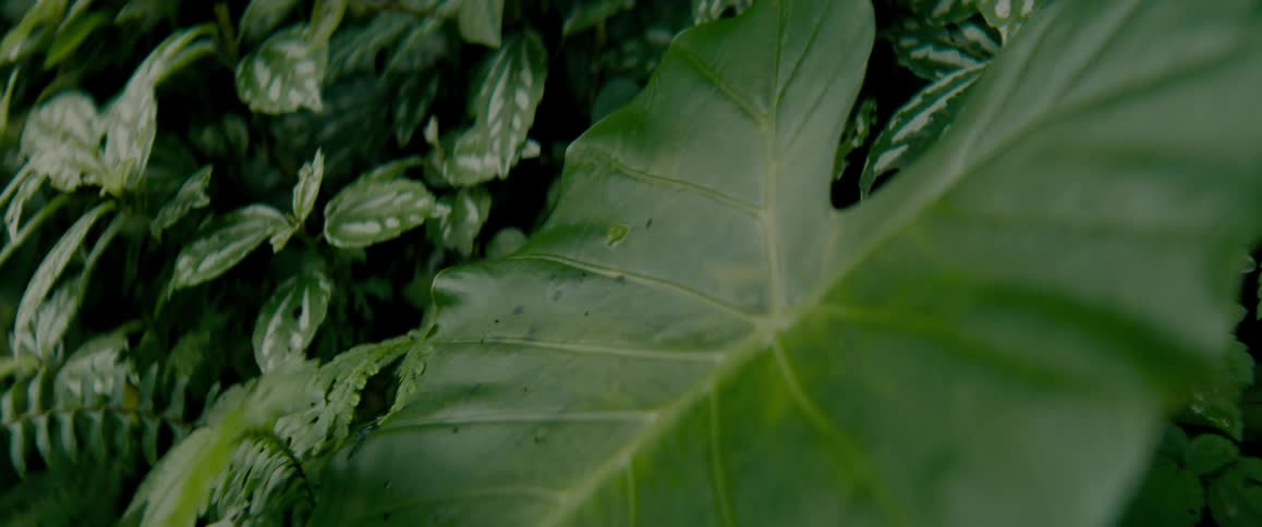Many green plant leaveswith stems