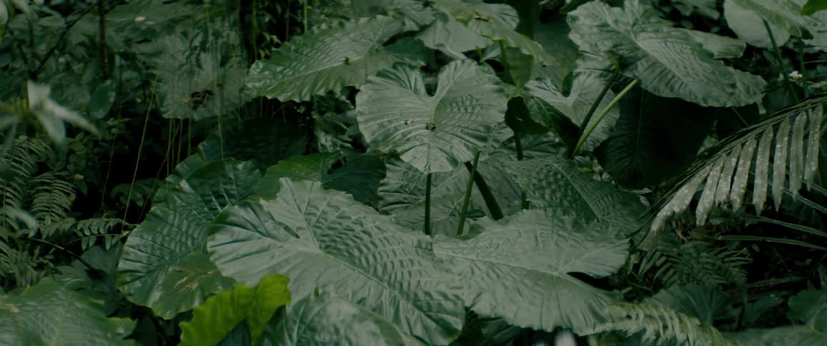 Green leaves of tropical plants shine in the light