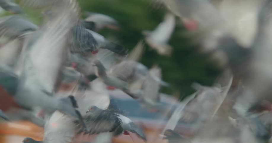 A clip of pigeons flying away