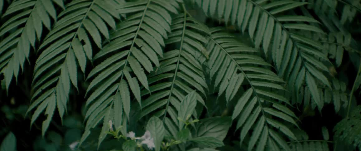 Close up of fern leaves in the forest