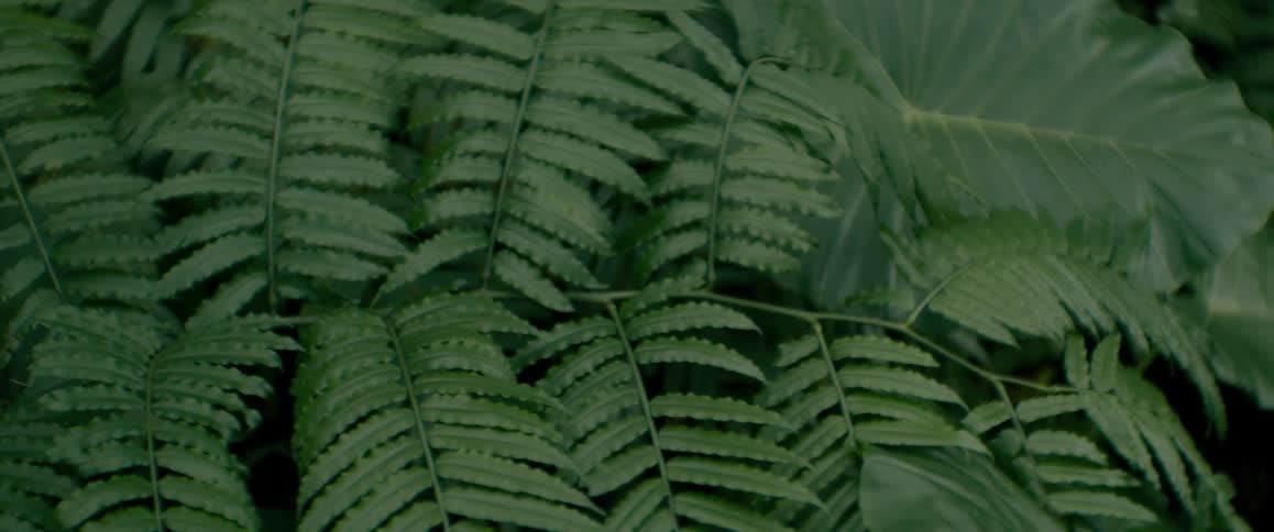 Leaves of plants in the forest during the day