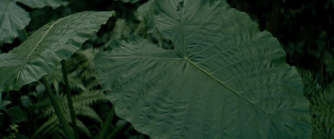 A close up clip of a plant