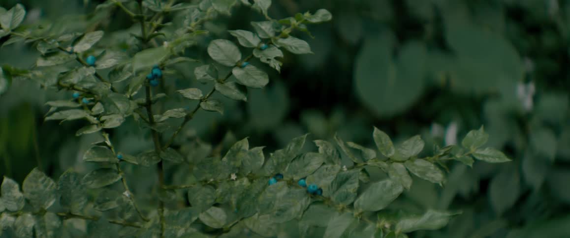 A close up clip of a plant in the forest