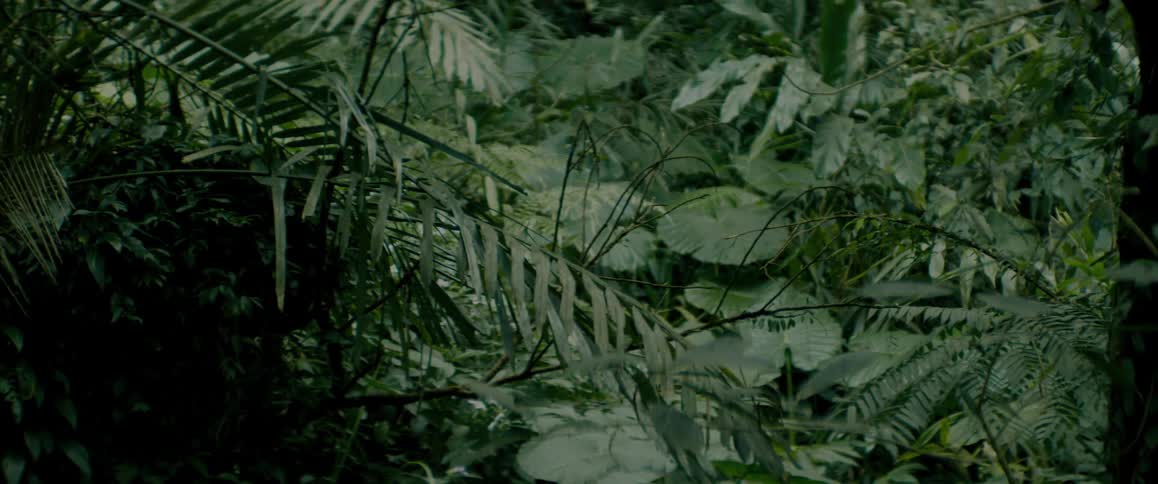 Lush green vegetation on the tropical jungle