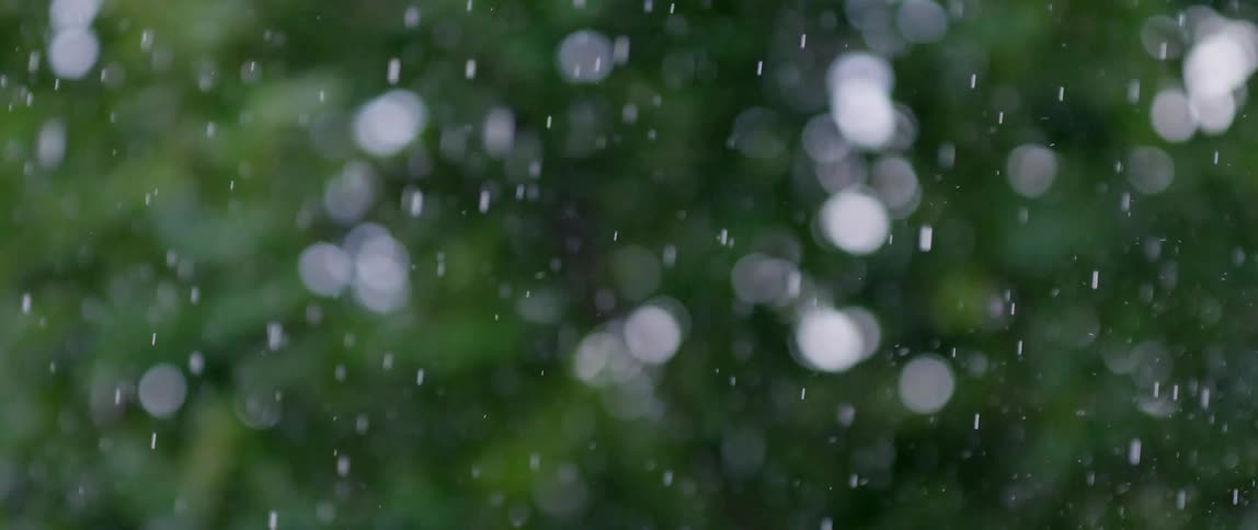 Snow falling in front of trees