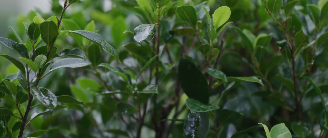 Snow falling on plant leaves
