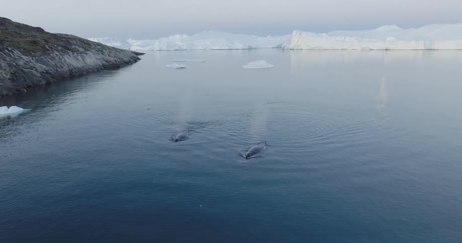 Marine animals in the midst of the sea with glaciers around
