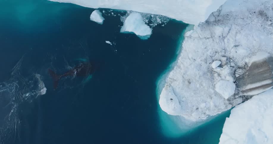 Aerial view of a whale swimming under an iceberg