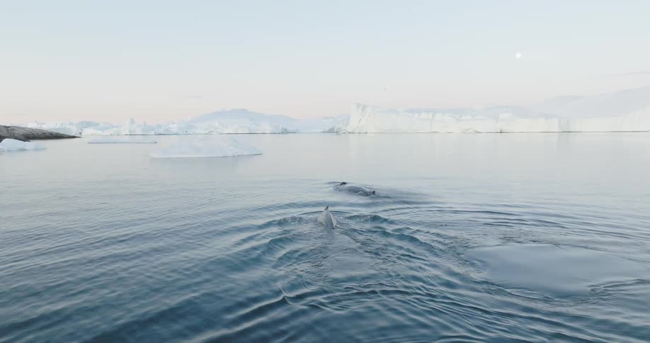 Marine whales in the midst of the sea with glaciers around