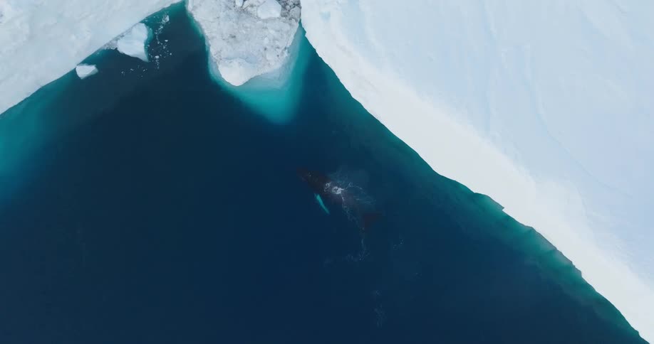 A whale swimming on the frozen beach
