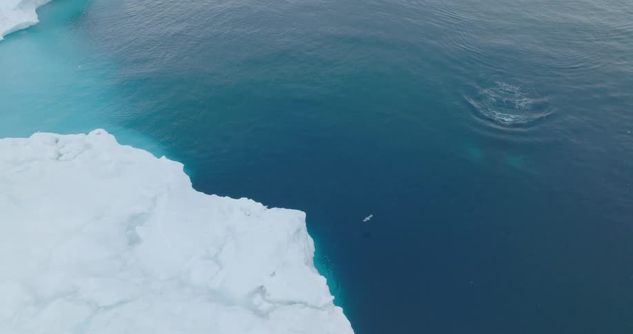 A whale swims in the ocean which contains polar ice caps