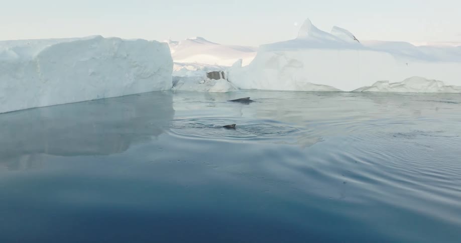 Whales surface near icebergs and spout before submerging again as birds fly overhead