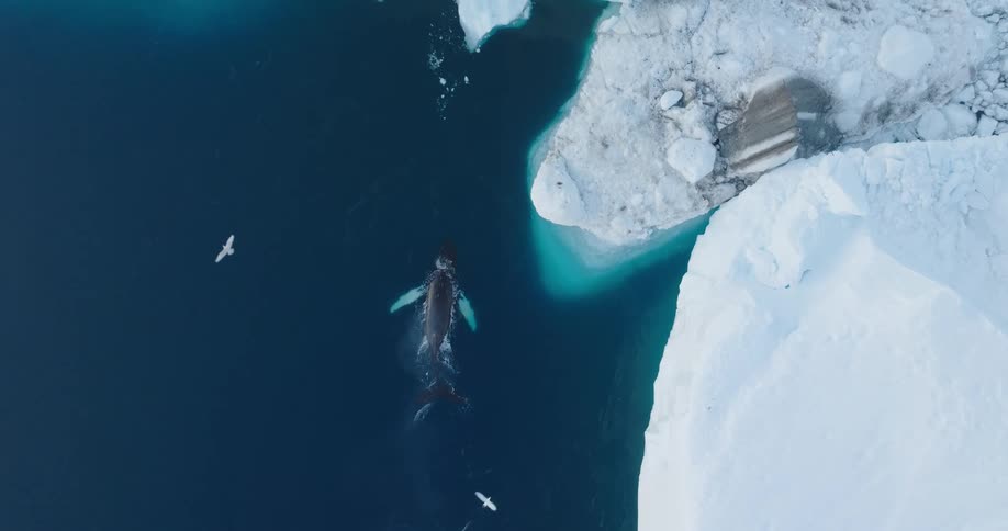 A whale swimming in the arctic sea close to an iceberg