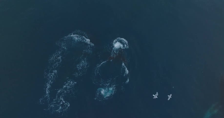 An aerial clip of whales swimming in the sea