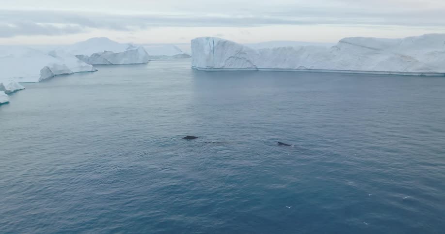 Aerial panorama of whales in the sea surrounded by glaciers on a morning