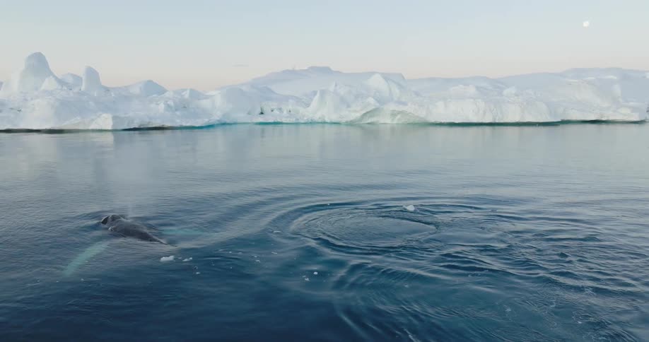 Whale in the sea with glaciers around in the morning