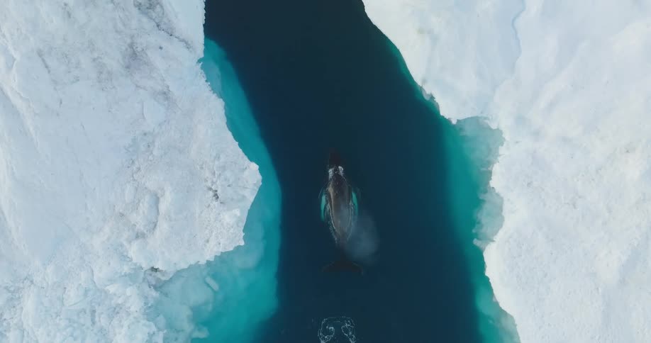 A bird and whale pass by the water