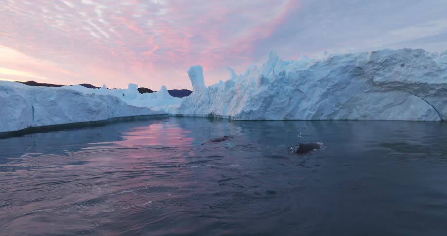 Whales swimming in the arctic sea during sunset