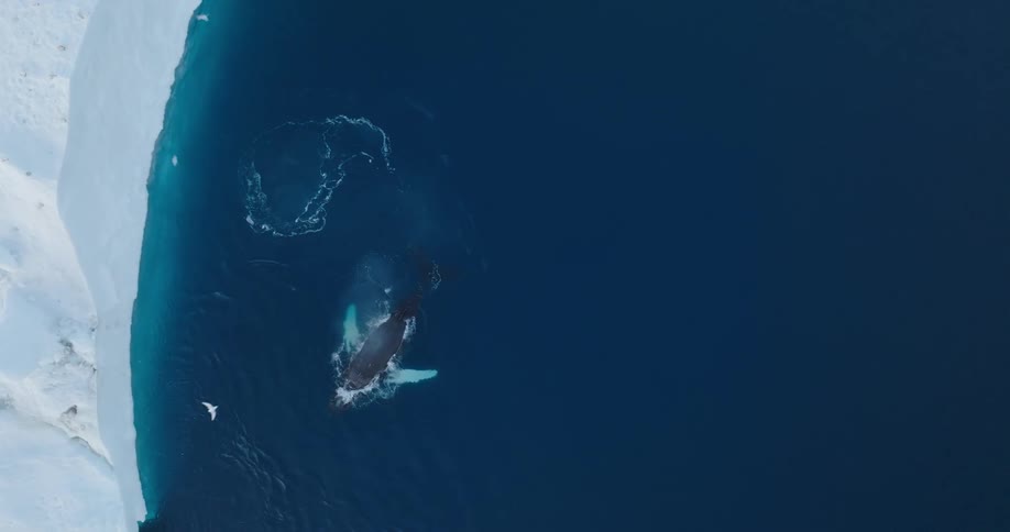 Aerial view of a whale swimming under an iceberg