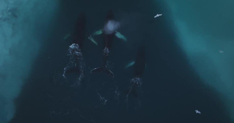 Aerial view of whales swimming next to icebergs