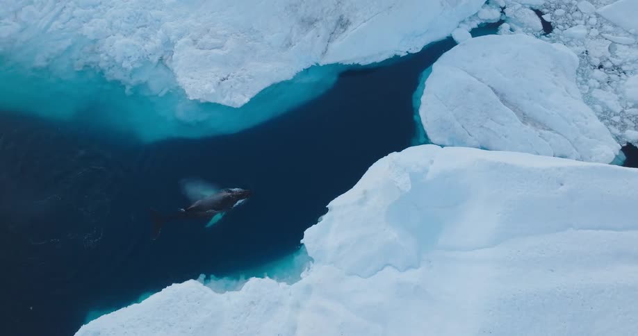 Aerial of a whale swimming in the arctic ocean between the polar ice caps
