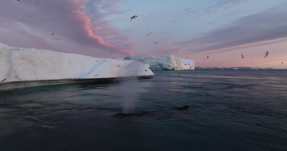 Aerial view of whales swimming next to icebergs at sunset