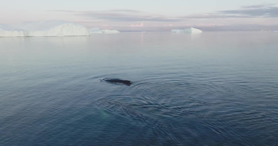 Two whales swimming in the arctic sea