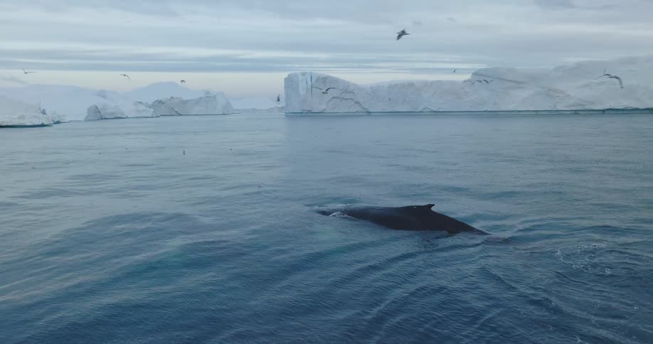 Birds fly over the swimming whales