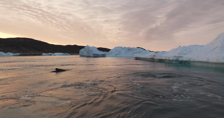 Aerial view of whales swimming next to icebergs at sunset
