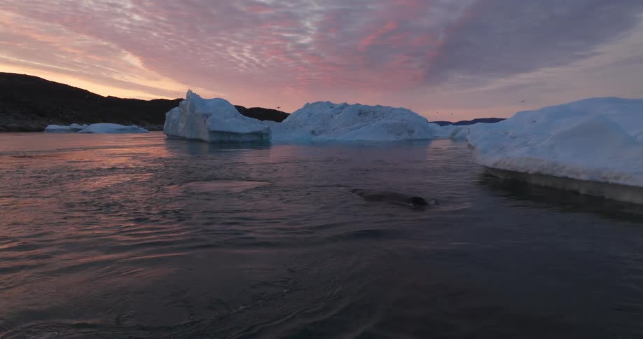 A clip of a whale swimming close to the shoreline