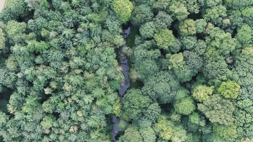 Aerial view of a river through the forest seen from above