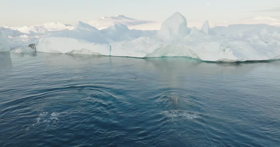 Polar ice caps cover much of an ocean while a whale swims beside them