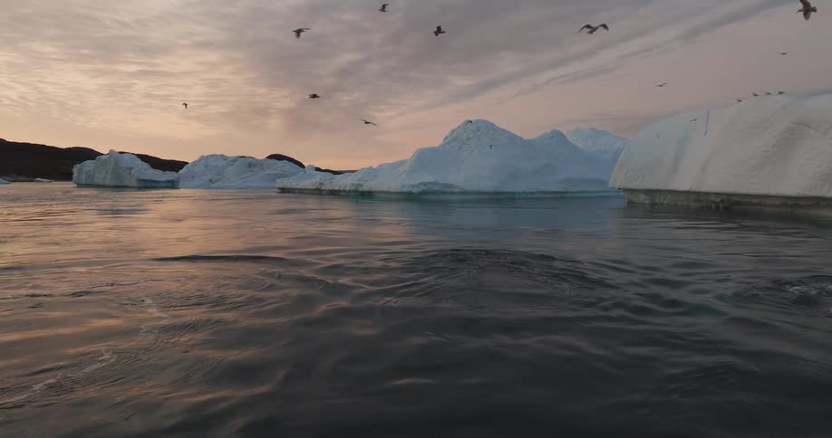 Whales aerial view of whales swimming next to icebergs at sunset