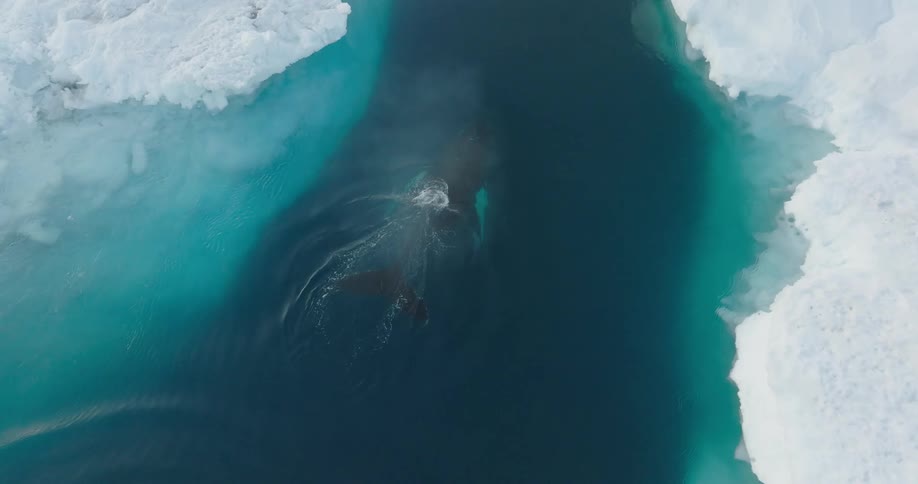 An aerial clip of a whale in the arctic