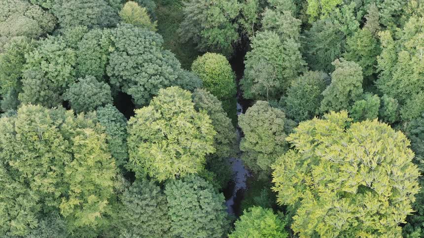 Aerial of a small river in dense forest