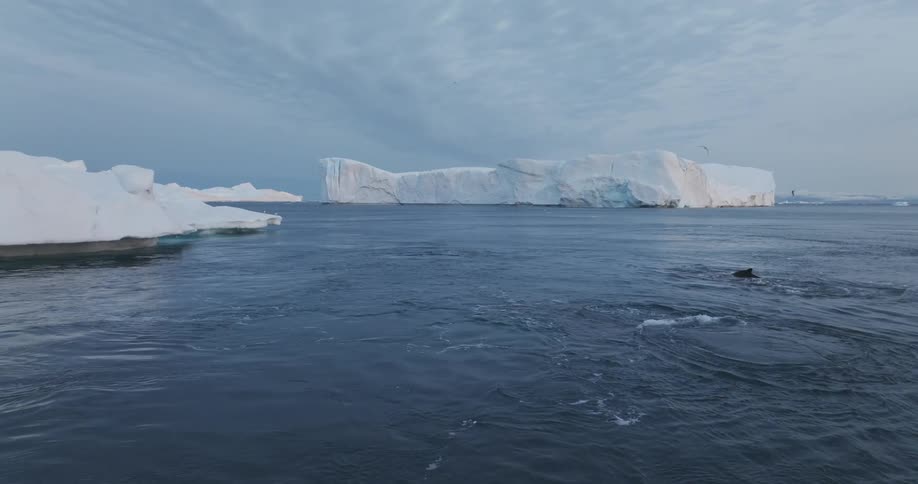 View of whales in the sea with glaciers around and flying birds