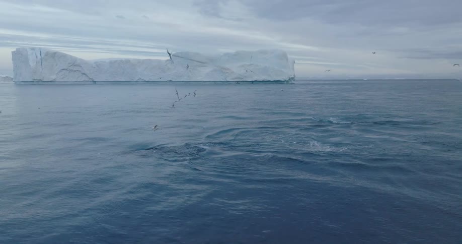 A clip of whales in the arctic