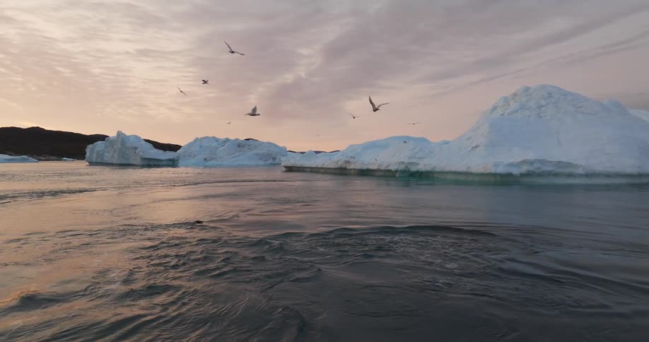 Whales swim in the arctic sea while birds fly across the sky