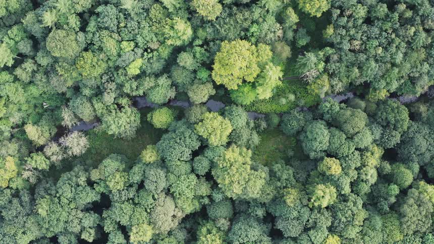 An aerial view of the woods