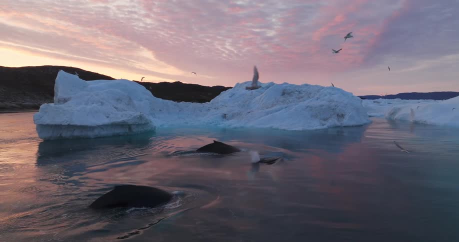 Birds flying over whales in the arctic sea during sunset
