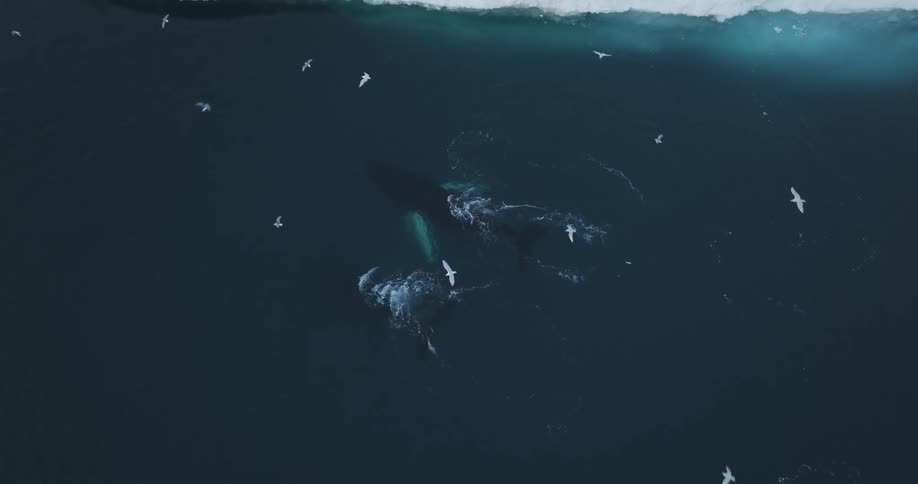 Aerial view of whales swimming in a sea with glaciers and birds flying around