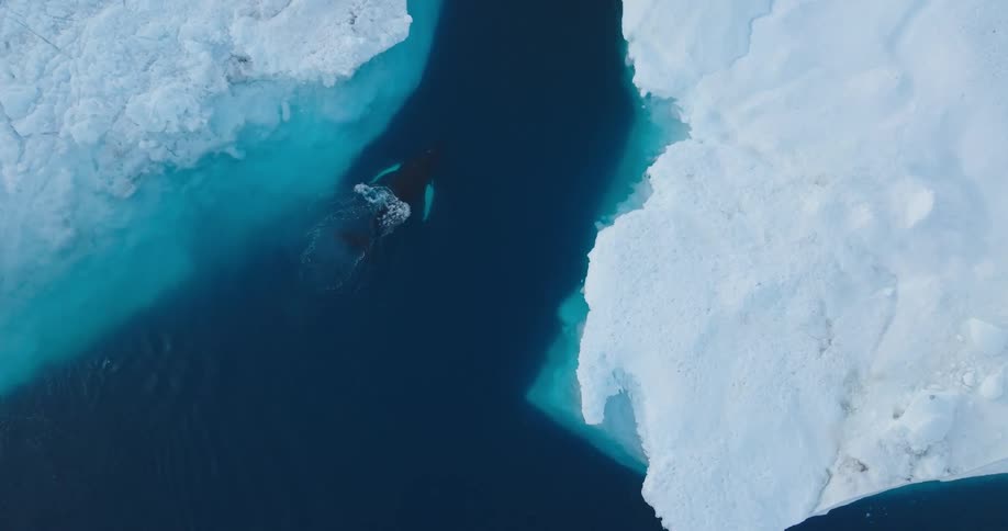 An aerial clip of a whale