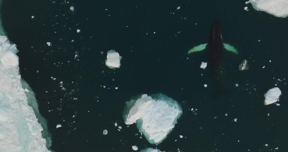 An aerial clip of a whale swimming the arctic