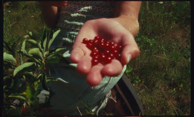 A clip of berries in a persons hands