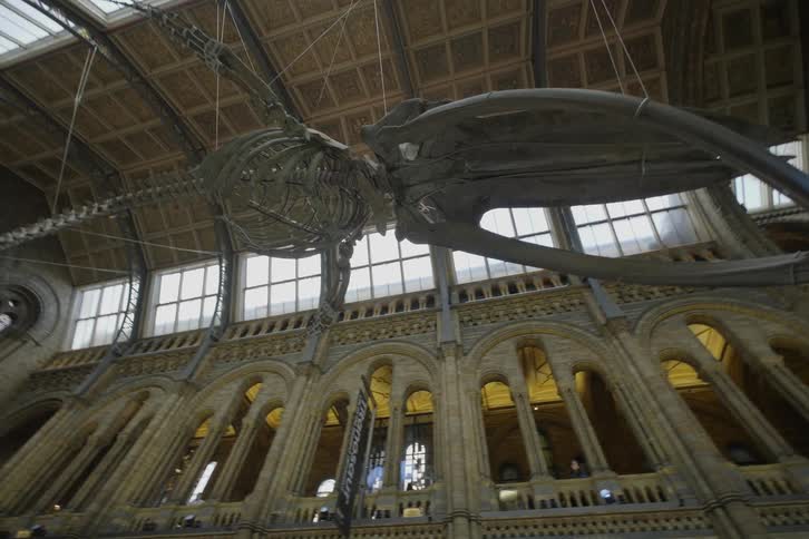 A giant Blue Whale skeleton hanging from the ceiling of a museum gallery