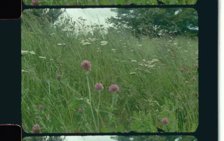 A film video of some flowers and grasses