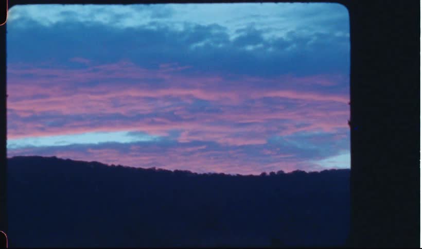 A forest under the purple sky during sunset